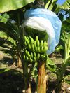 Mejoramiento de postcosecha de banana PRODECO